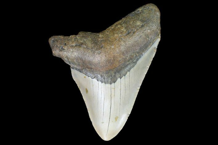 Bargain, Fossil Megalodon Tooth - North Carolina #101250